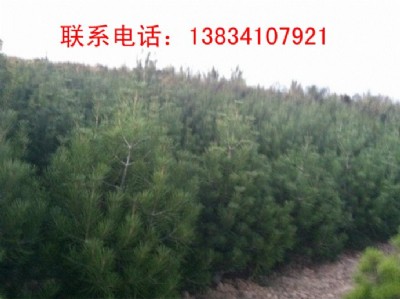 1�װ�Ƥ��-1��5��Ƥ��-�؃r1�װ�Ƥ��