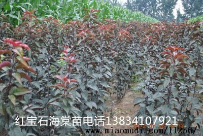 �t��ʯ���Ę���-�t��ʯ����С��-�t��ʯ������