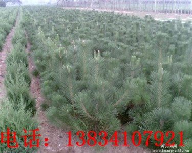 1米定植油松苗 1米5定植油松苗 油松苗價(jià)格