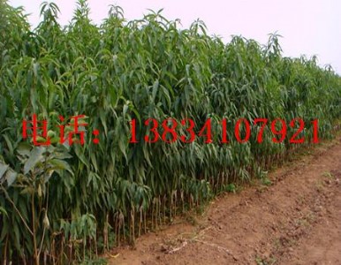 �{�h�Ҙ���-ë����-�Ҙ������-3�����Ҙ�