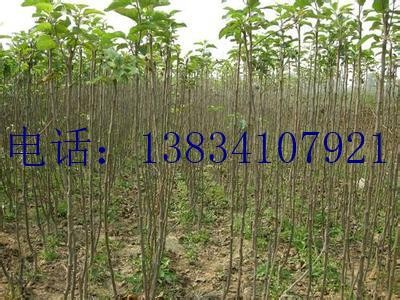 3���ֺ��Ҙ���-5���ֺ��Ҙ���-8���ֺ��Ҙ���