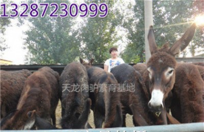 河北石家莊德州驢報(bào)價(jià)