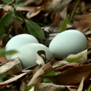 ���_��ˎ�G�����u��