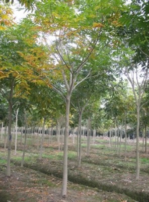 �o���Ӄr��