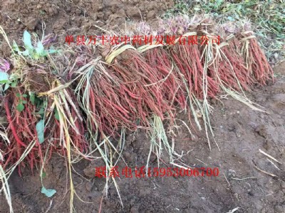 ɽ�|�����N��