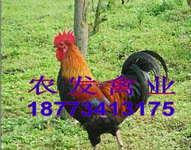 �����u�繩��