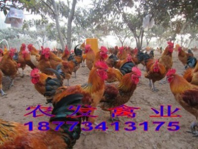 ���_���u�����l