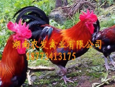 ���_Ѫë���u��