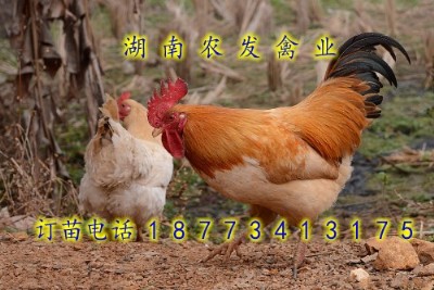 ���|���S���u�����l