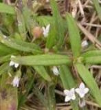 �����׻��������ȡ��