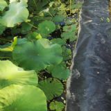 �V���\ˮź�Nֲ���BĤ�S��