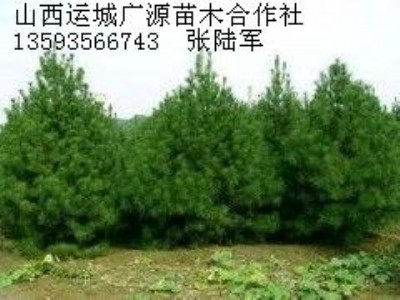 2�װ�Ƥ�ɴ����̓r���ݹ���