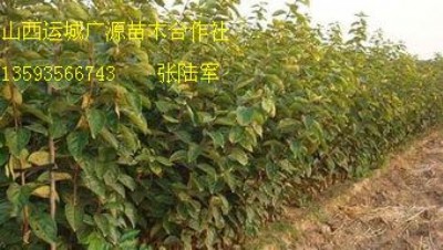 ���������Ә��������