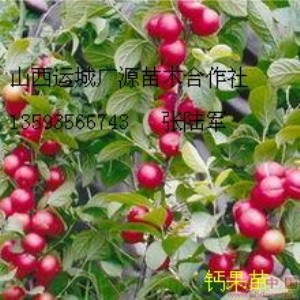 �}����������A�}�����������(y��ng)