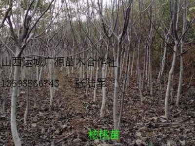 2��3��4���ֺ���������̓r����