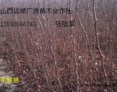 ����������̓r����؛Դ����