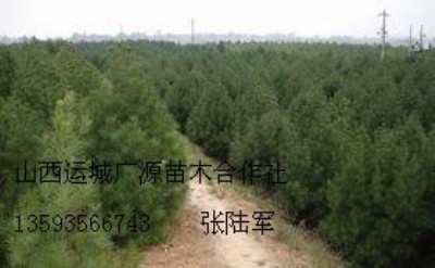 80-1.5�װ�Ƥ�ɴ����̓r����