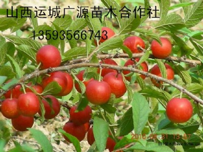 �}������������(y��u)�|(zh��)�}����̓r����