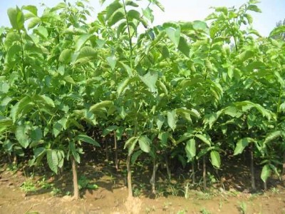 �����硢1�׺����硢�������������