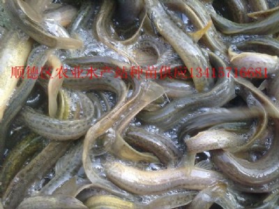 �_�����q�硢���qˮ��