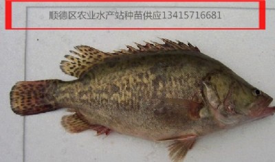 ���~�����Z�~���~�磬���~�~��