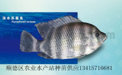 ��ˮ�Kü�~�硢�Kü��