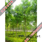 �P�c�xُ��ľ�r���������(�D)