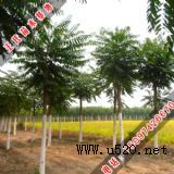 ����١���ľ(�D)