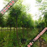 ���~��ľ������������(�D)