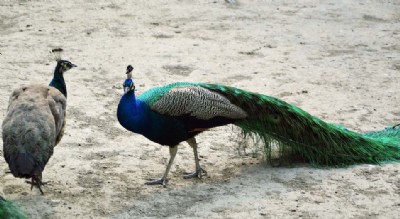 �\Մ��ȸ���m��(y��ng)����������