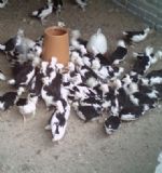 �����F���u�磬�F���u�B(y��ng)ֳ���r(ji��)��(sh��)��