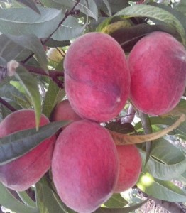 �d��Ҙ���Ʒ�N���d��Ҙ������c���d��Ҙ���r��