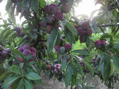 �V����t��������أ��V����t������Ʒ�N���V����t���������c(di��n)