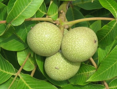 �Ĵ����������c���Ĵ������繩�����Ĵ�������޽�