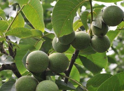 ���������������ُ