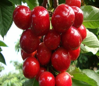 �½�܇��������أ�