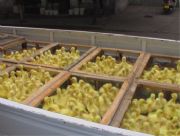 ������ɽ�Z��r��|��ɽ�Z������Xһֻ(�D)