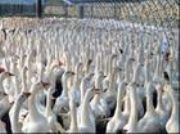 ����(y��ng)�Sɽ����r(ji��)��|�Sɽ��������X(qi��n)һֻ(�D)