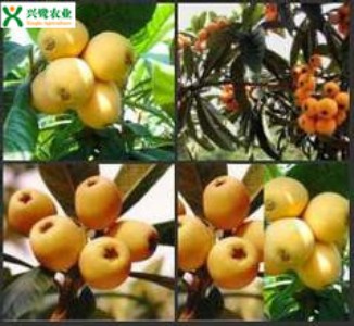 �ؑc��������أ��r��Ʒ�N���Nֲ���g