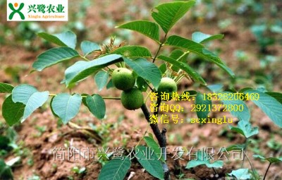 �½�������,��������أ��½�����������