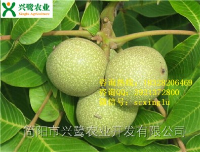 �½����������磬8518�����磬��������磬���������