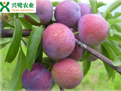 �Ĵ���t��������أ�������Ʒ�N��������r��