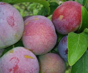 ����d���r�I  ���������l�������繩���̓r����