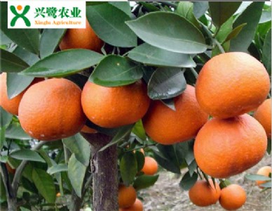 �ؑc������r���ؑc������Nֲ���g���ؑc������a��