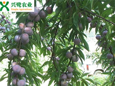 �F����������ُ ������r�� �F��������a��