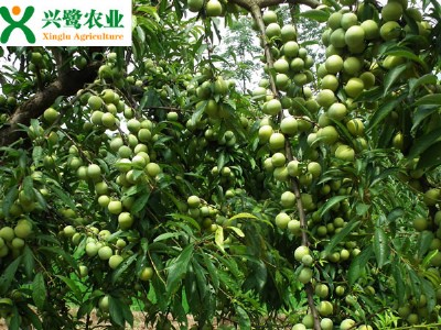 �����繩�� ��������� �F��������a��