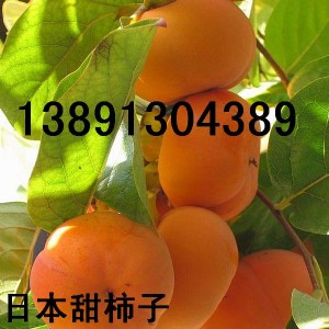 ������Ӄr��������X�������l���������Ӯa���ձ������Ӵ��k