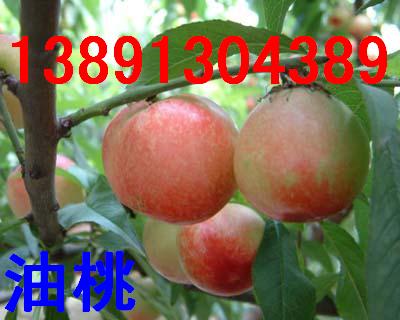 ���l(f��)/��������/����������/����5̖����/�������҃r������