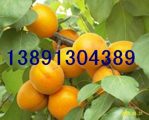 ��̫��ӻ���/�����̫��Ӯa(ch��n)��/�P����/�����Ӄr��/�������l(f��)����