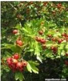 ɽ���ȡ��Hawthorn P.E.(�D)